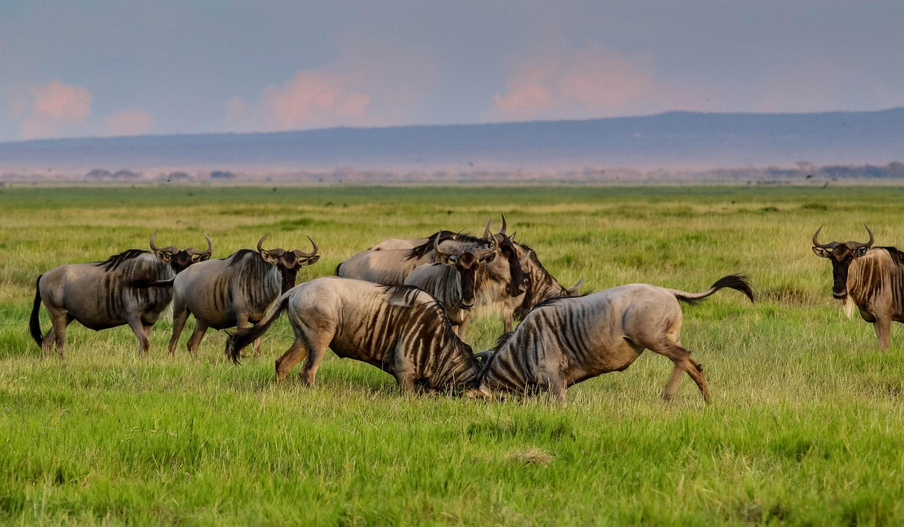SAFARI TSAVO EST E TAITA HILLS (3 giorni, 2 notti)