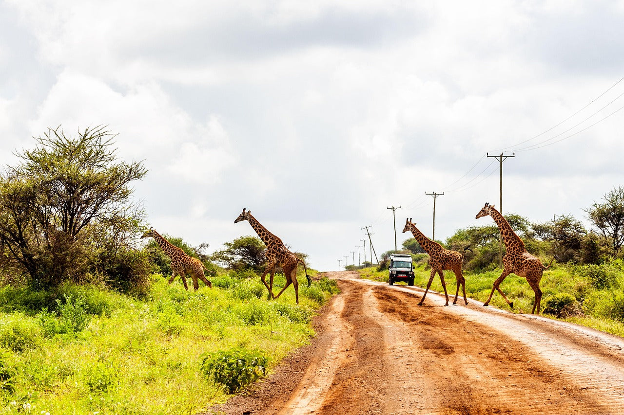 SAFARI TSAVO EST E AMBOSELI (3 giorni, 2 notti)